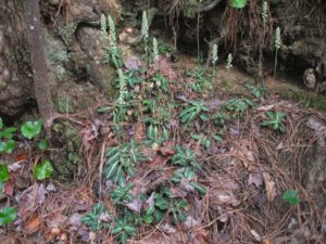 Rattlesnake Plantain