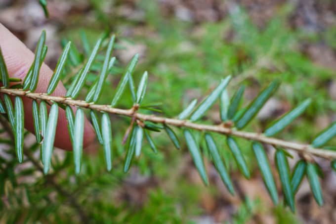 Hemlock needles