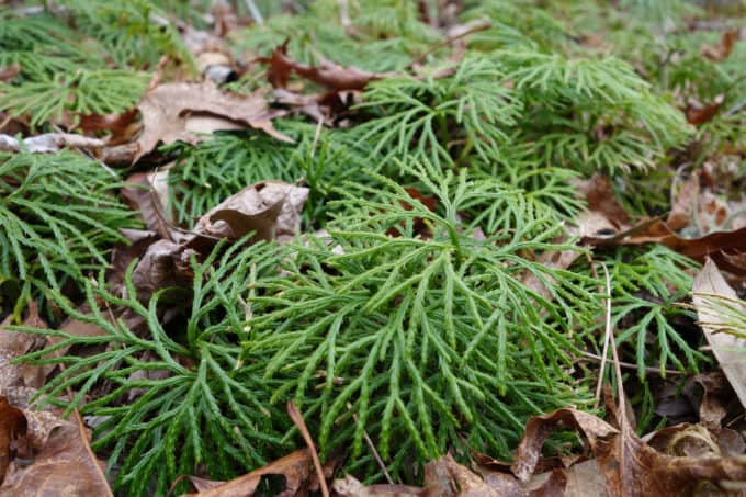 Ground Cedar