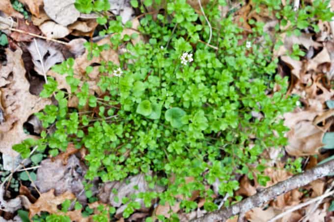 watercress