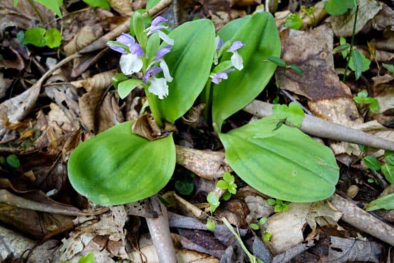 Showy Orchis