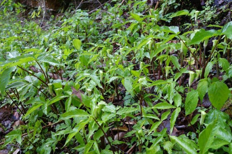 Jack in the Pulpit