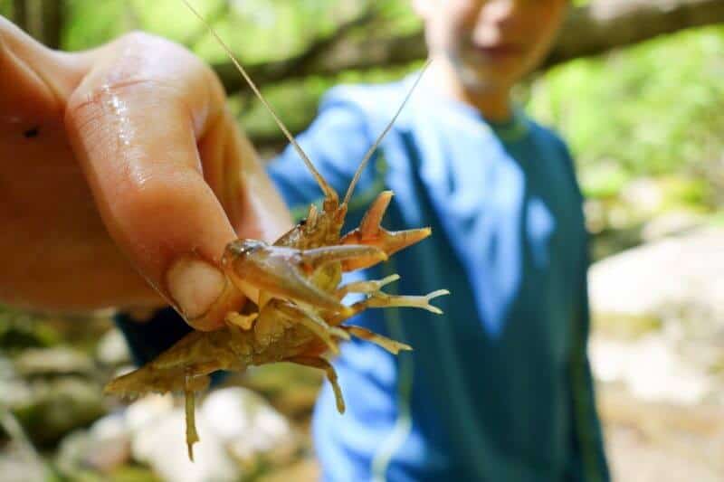 Crayfish