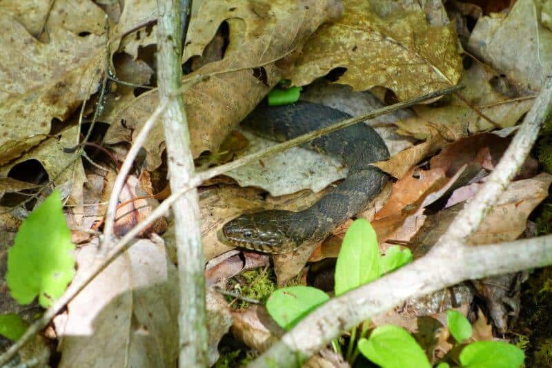 Northern Water Snake