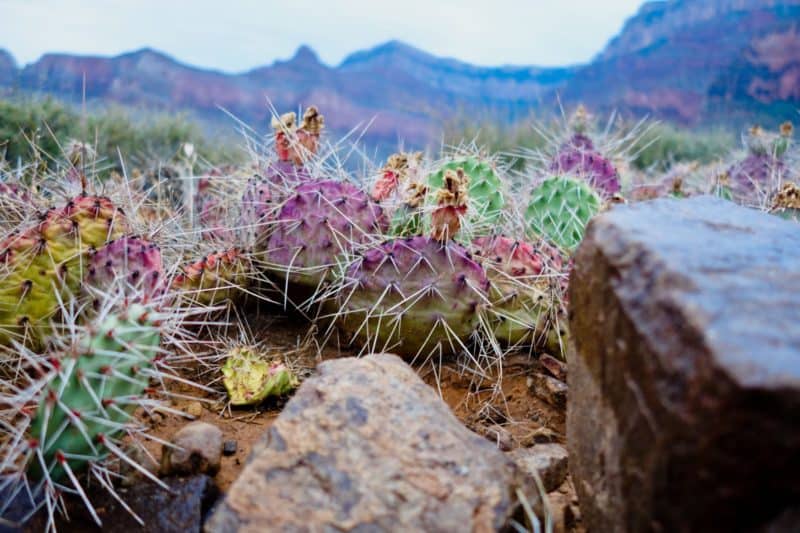 Desert colors