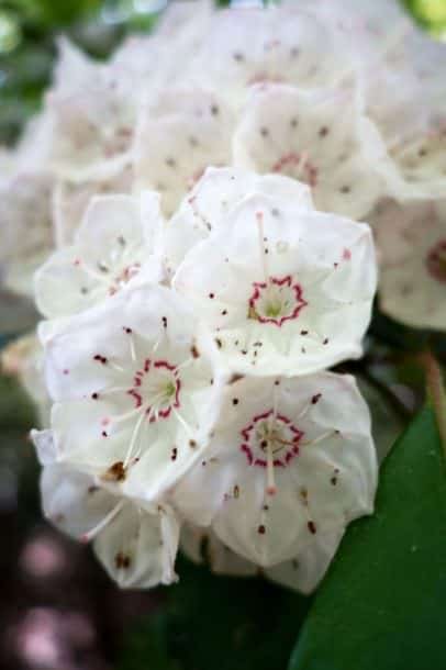 Mountain Laurel in bloom