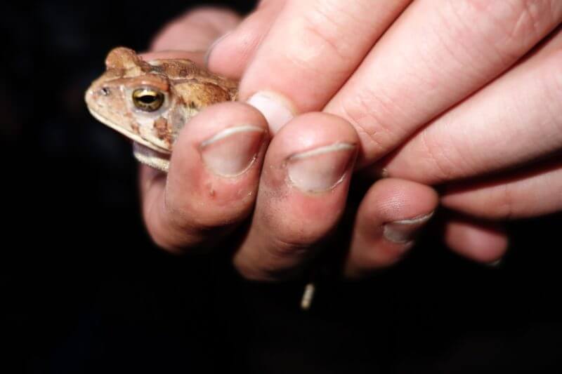 Aidan holding frog