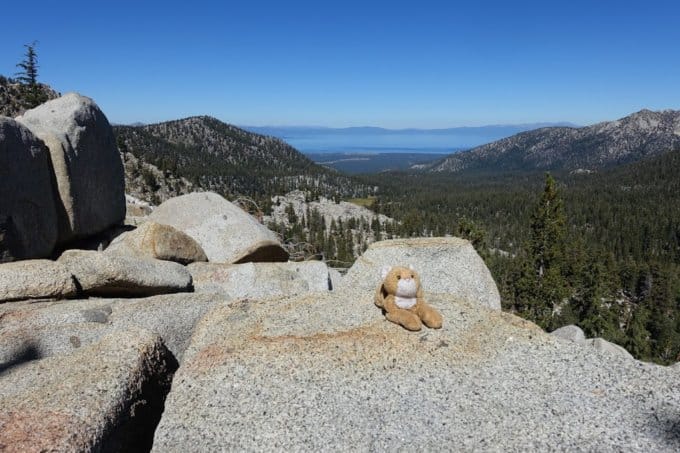 Kitty on rock