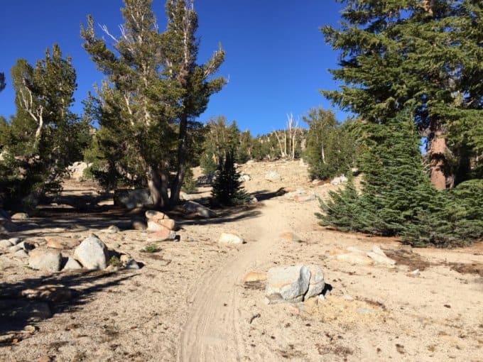 Mountain bike tracks on the trail