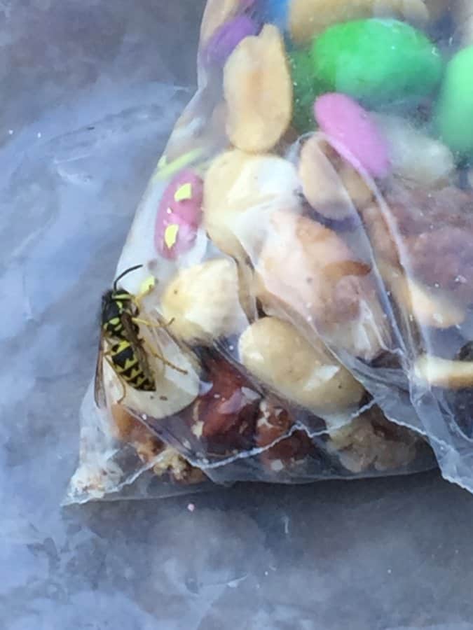 Yellow jacket on food