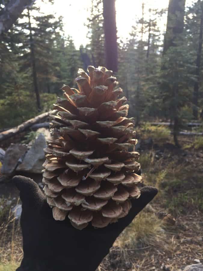 Pinecone