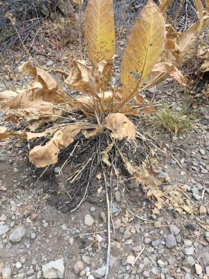 Mule's Ears