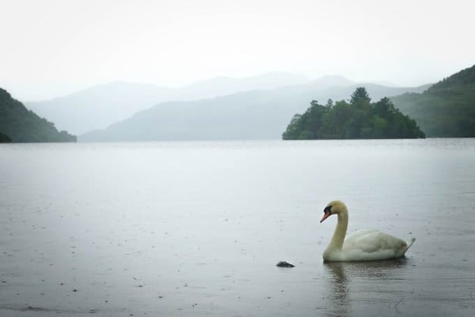 Swan on lake