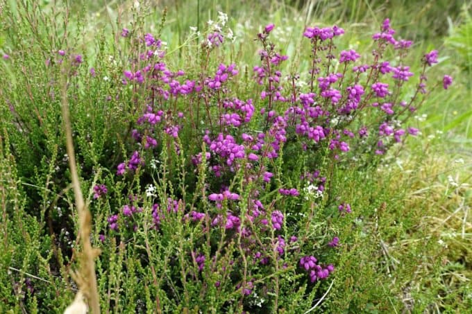 Scottish Heather