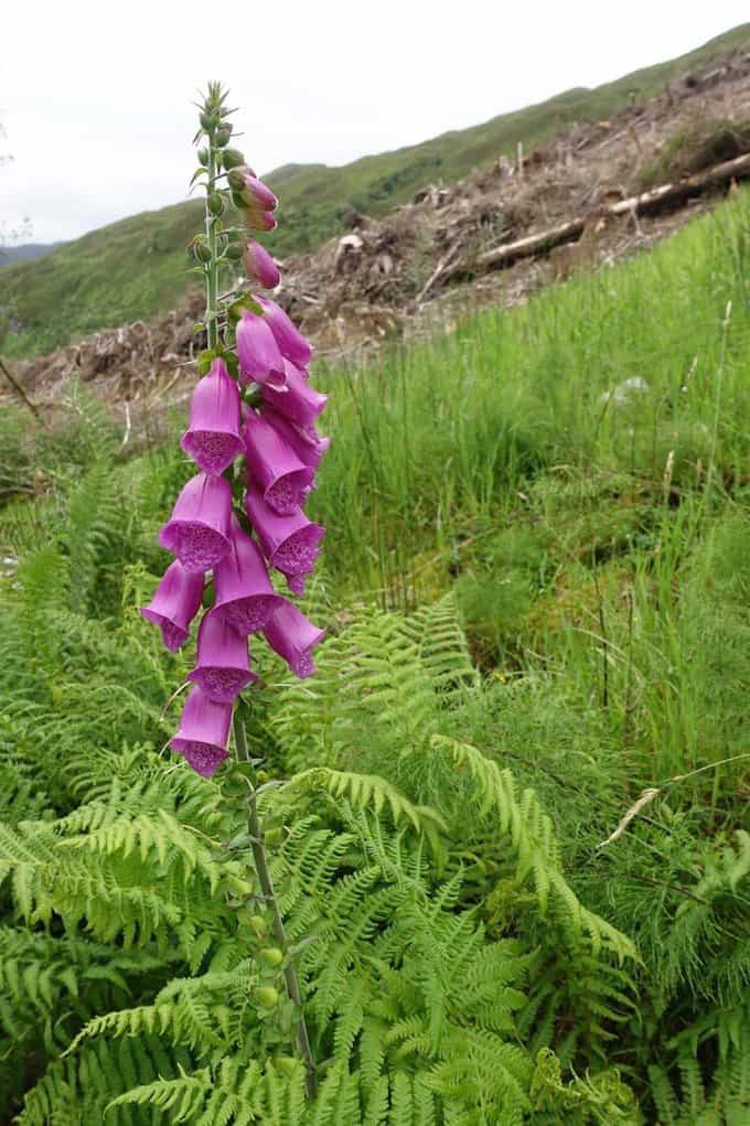 Flowers with deforested area