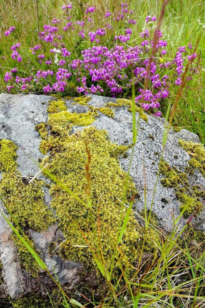 Rock with flowers