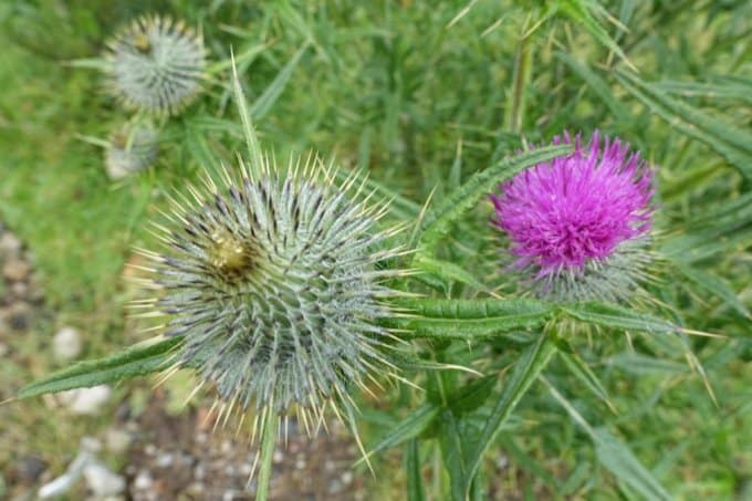 thistle