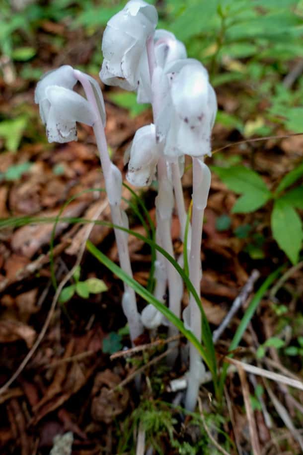 Indian Pipe