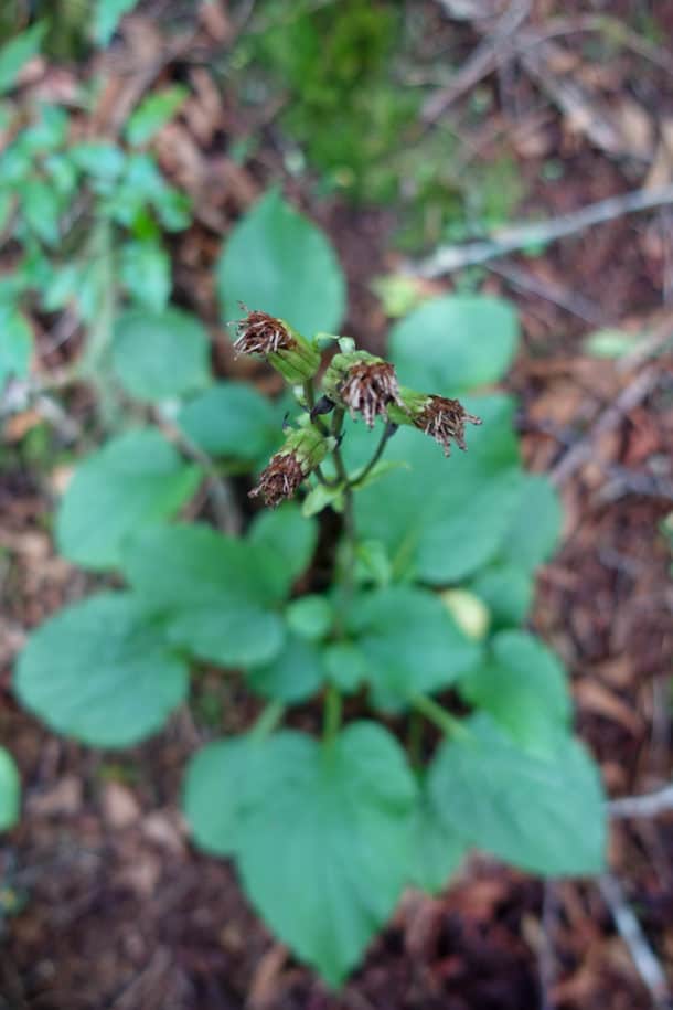 Ruggel's Ragwort