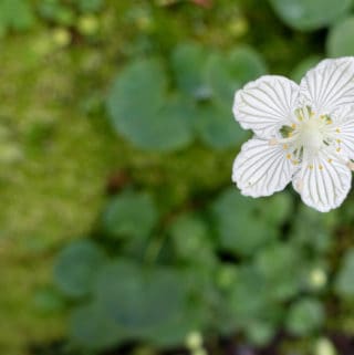 Grass of Parnassus