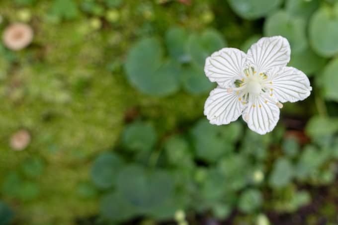 Grass of Parnassus