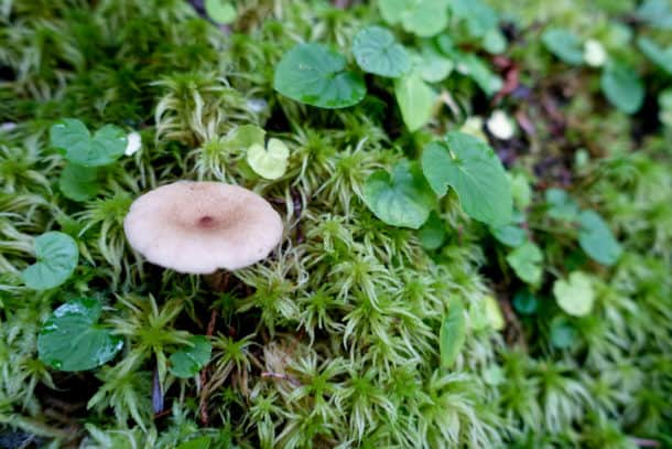 Mushroom and moss