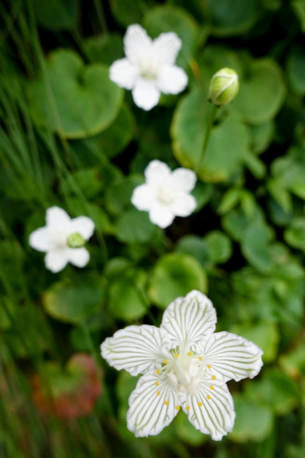 Grass of Parnassus