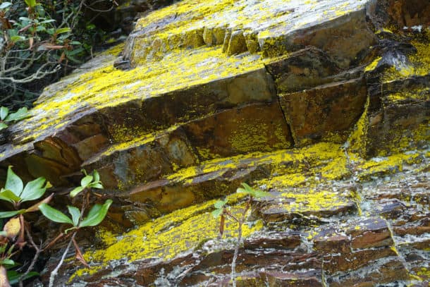 Yellow lichen on rock