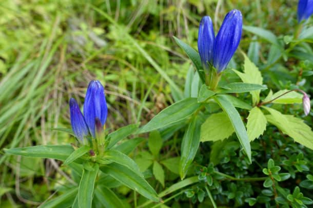 Purple Gentian