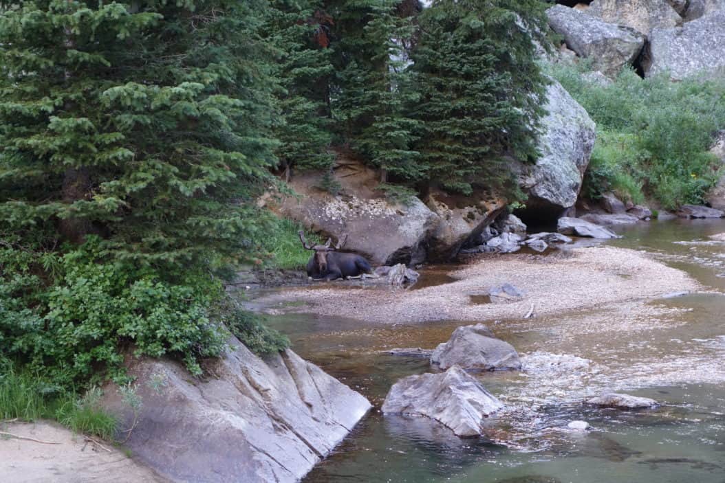 Moose in creek