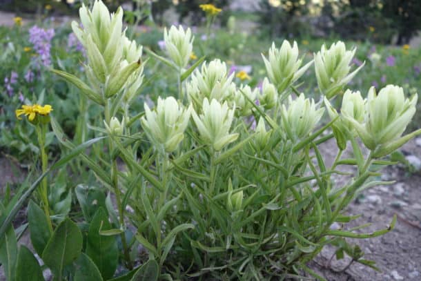 Indian paintbrush