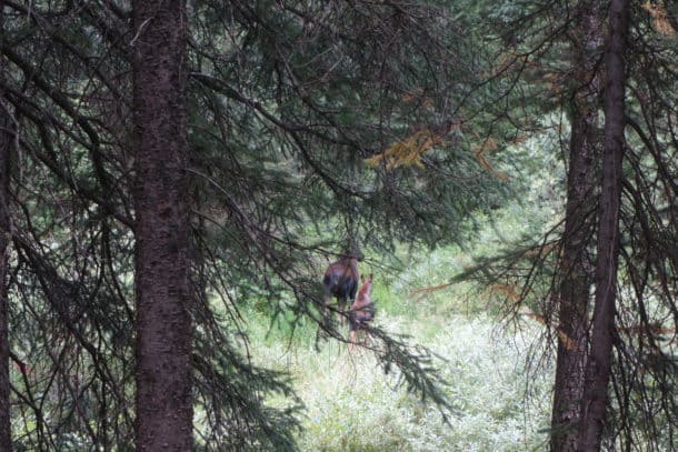 Moose and calf