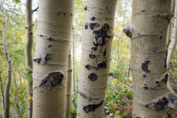 Aspen tree bark