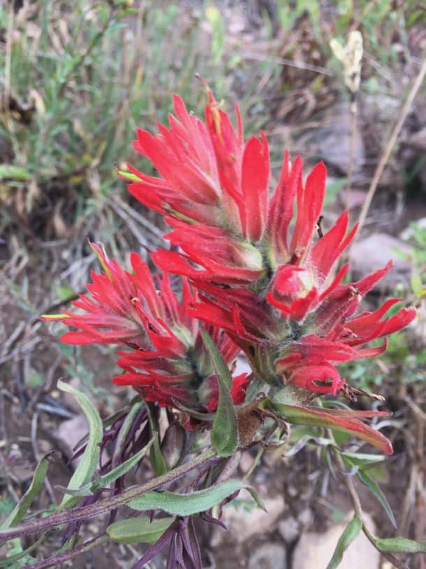 Indian paintbrush