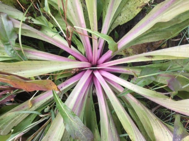 Plant on trail