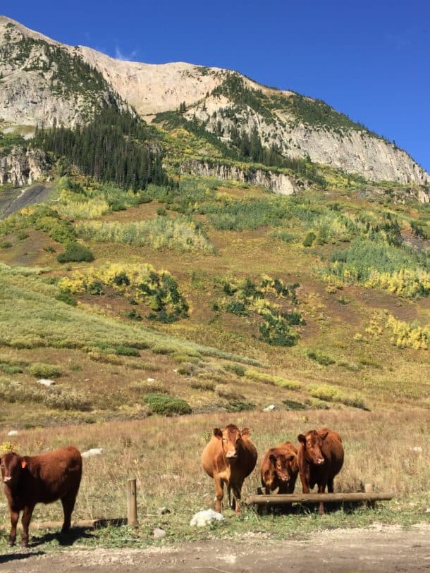 Cows along road