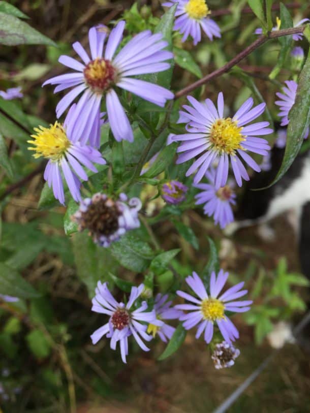 Aster