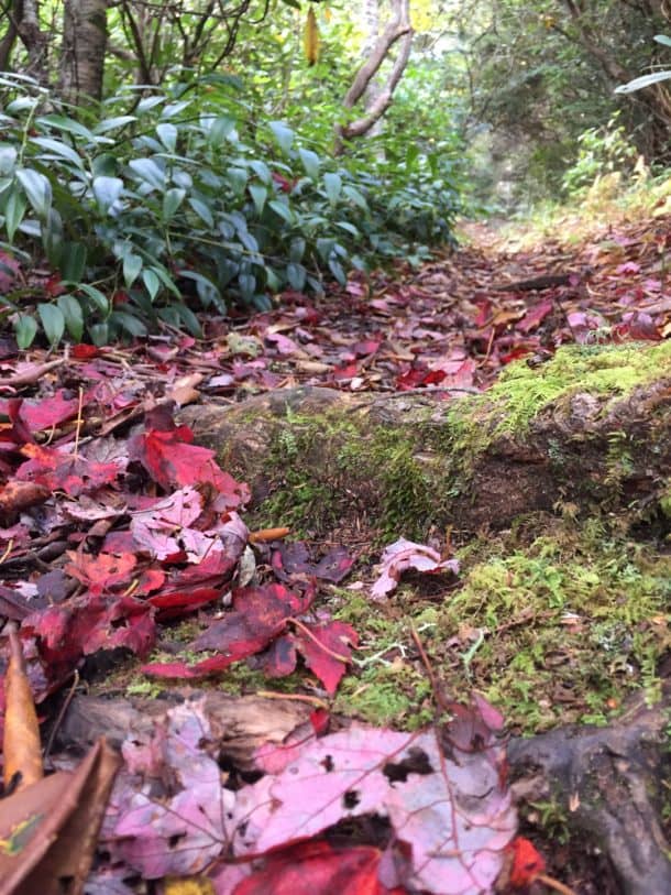 Leaves on trail