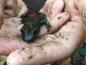 Blackbelly Salamander
