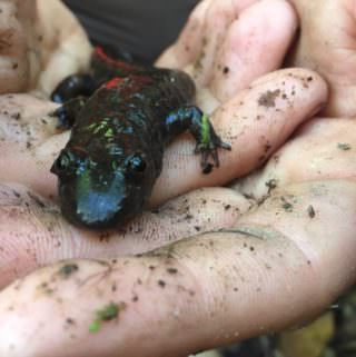 Blackbelly Salamander