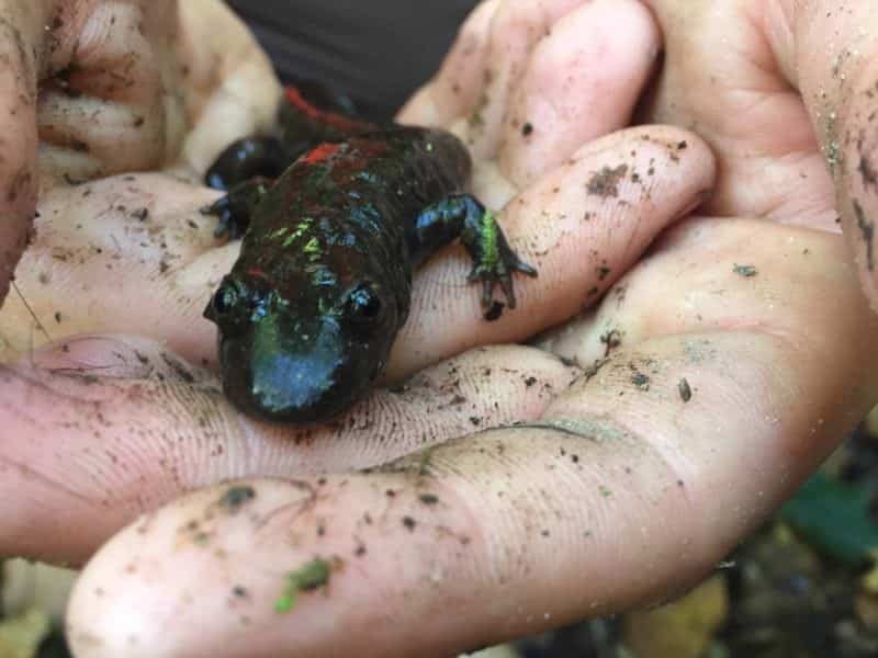 Blackbelly Salamander 