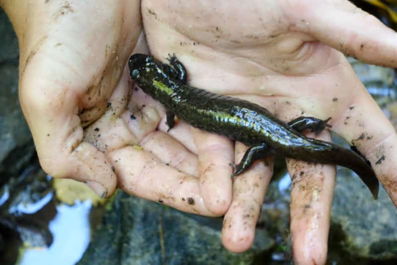 Blackbelly Salamander