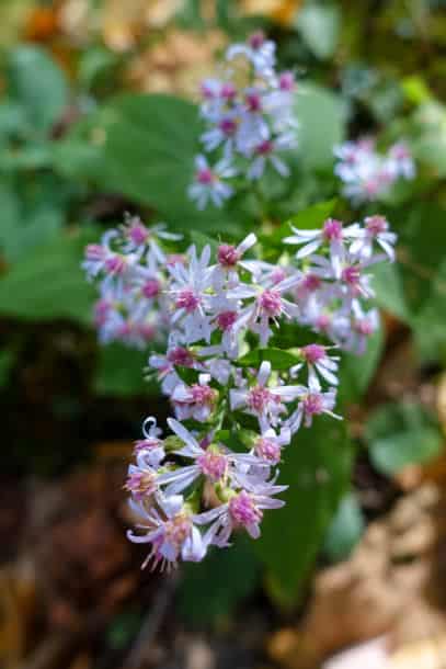 Blue aster