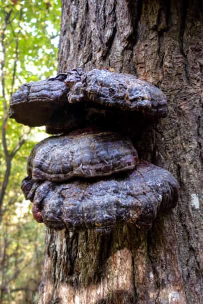 Fungus on tree