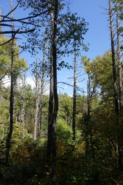 Dead Hemlocks