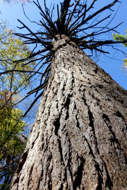 Dead Hemlock 