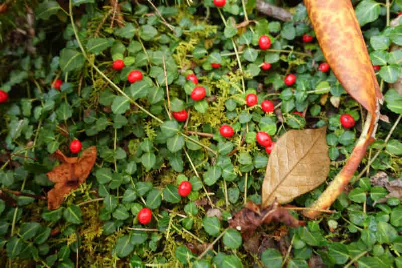 Partridge Berries