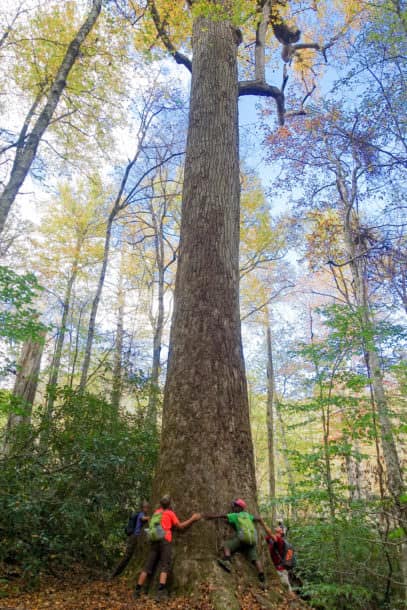 Huge Poplar 