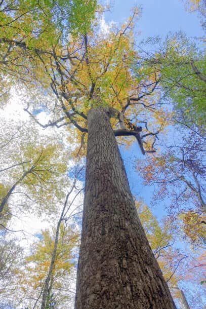 Huge Poplar