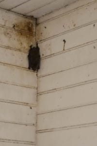 Bat on wall